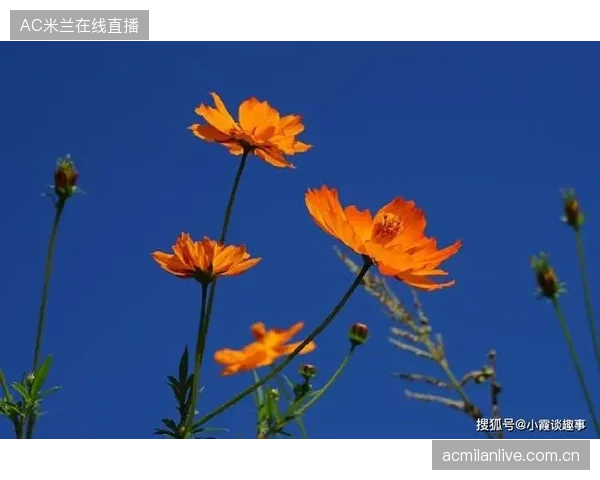 许尔策勒赛后淡定：从“爆炸性”到“心灵鸡汤”的力量——如何在压力面前保持冷静与智慧